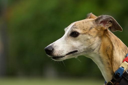 ウィペットのポートレート ウィペットのポートレート 犬,ウィペット,可愛い犬の写真素材