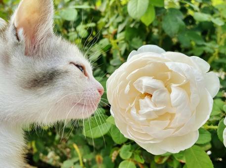白バラを嗅ぐ子猫 白バラを嗅ぐ子猫 白バラ,子猫,ペットの写真素材