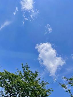 青い空と緑の木 青い空と緑の木の写真