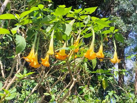 エンジェルストランペット　伊豆寝姿山にての写真