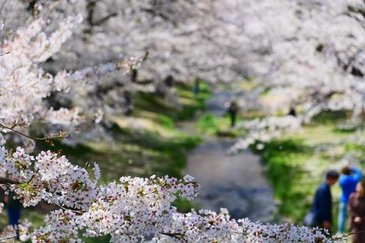 観音寺川の桜並木 観音寺川の桜並木 さくら,桜,サクラの写真素材
