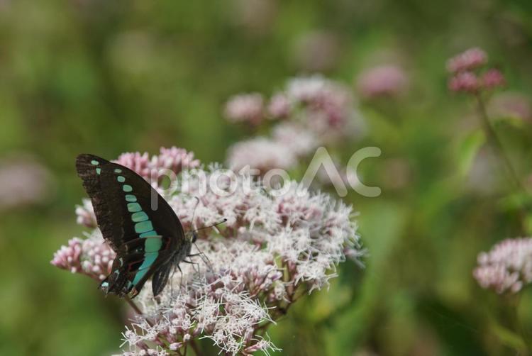 フジバカマとアオスジアゲハ 京都,西京区,大原野の写真素材