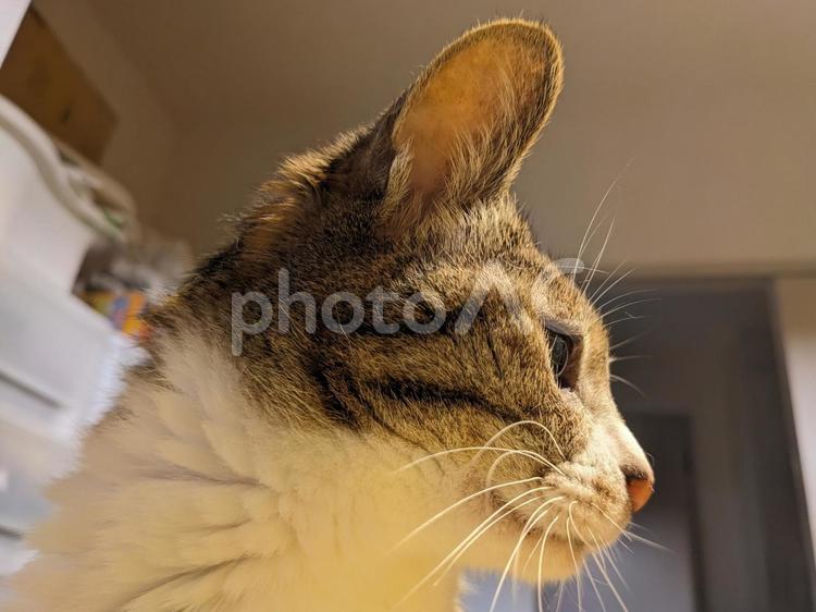 横を向いている猫 猫,ペット,室内の写真素材