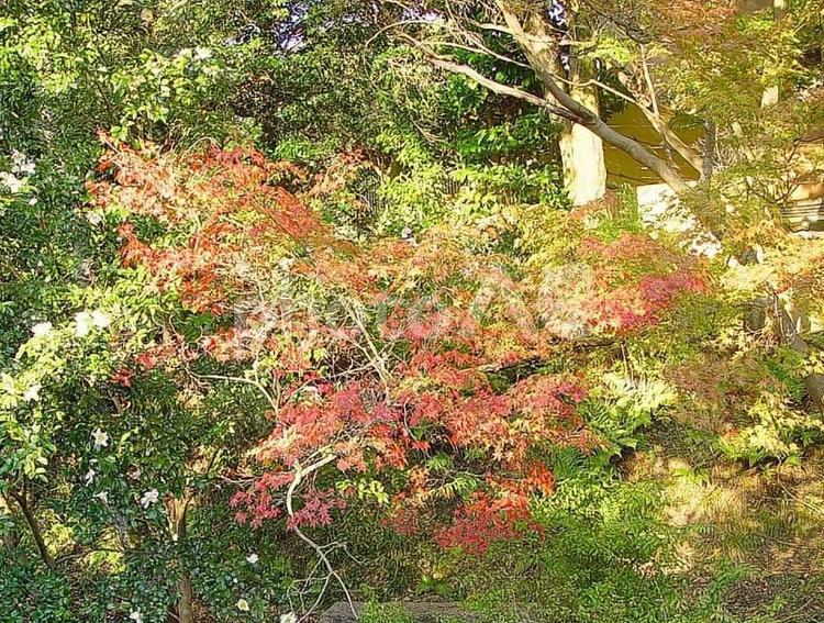 哲学の道　秋の日差しの中の紅葉 哲学の道,京都市右京区,観光地の写真素材