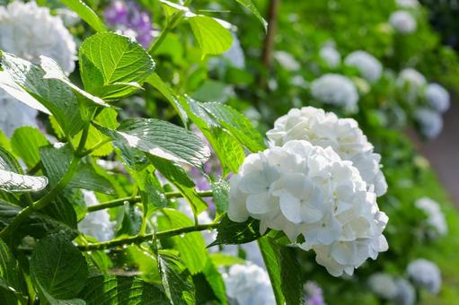 アジサイ アジサイ 紫,花,梅雨の写真素材