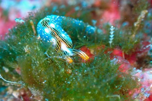 三浦 ハナミドリガイ 三浦 ハナミドリガイ スキューバダイビング,ダイビング,ハナミドリガイの写真素材