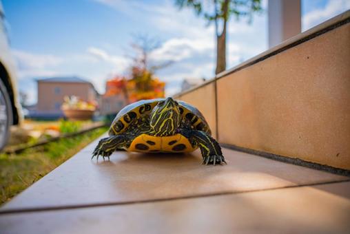 庭を歩くミシシッピアカミミガメ カメ,ミシシッピアカミミガメ,亀の写真素材