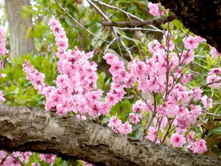 枝の間から顔を覗かせる鮮やかなハナモモ 枝の間から顔を覗かせる鮮やかなハナモモ ハナモモ,花,植物の写真素材