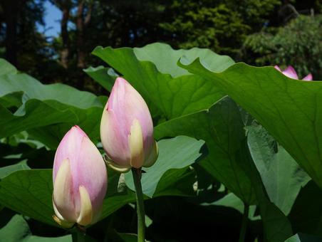 大賀ハス 大賀ハスの写真