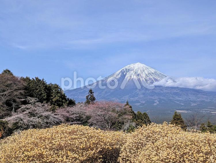 白糸の春景色 富士山,mmtfuji,fujisanの写真素材
