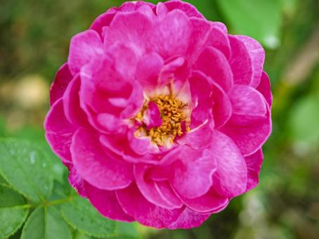 艶やかに咲くピンクの薔薇 薔薇,ピンク,花の写真素材