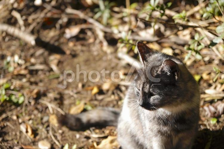 まったり野良猫 猫,かわいい,癒されるの写真素材