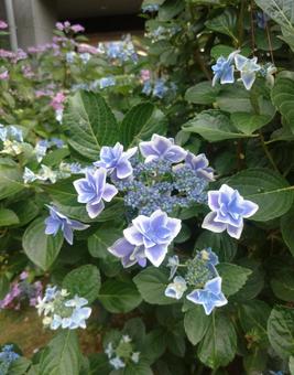 ブルーのかわいいアジサイの写真