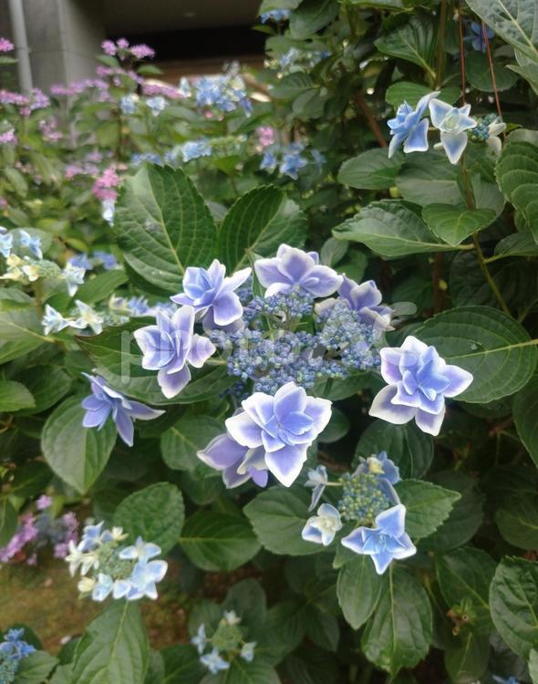 ブルーのかわいいアジサイ あじさい,紫陽花,花の写真素材