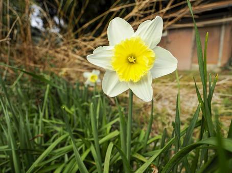 水仙のある風景の写真
