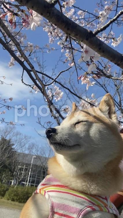 桜と柴犬 犬,柴犬,かわいいの写真素材