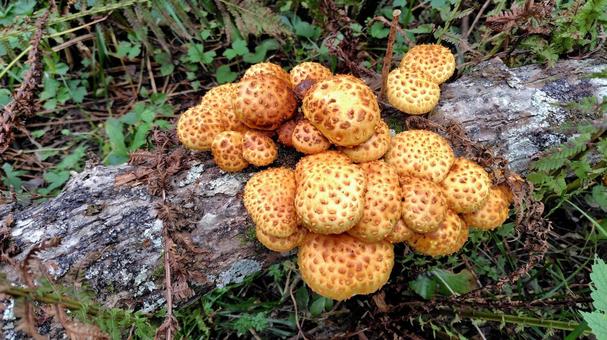 スギタケモドキ キノコ,きのこ狩り,天然の写真素材