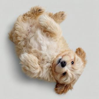 仰向けで喜ぶ可愛い子犬 仰向けで喜ぶ可愛い子犬の写真