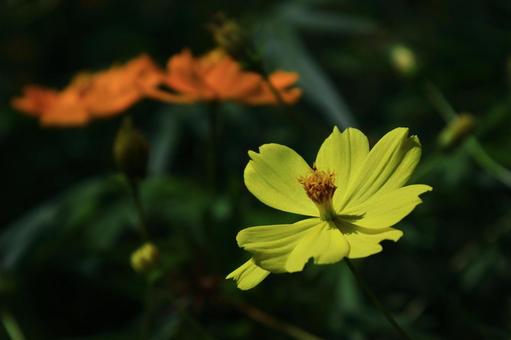 秋風に揺れて咲く コスモス,秋桜,花の写真素材