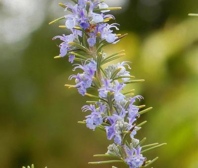 Photo, rosemary, mann row, labiatae, 
