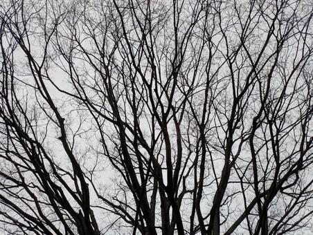 冬の木々 冬,屋外,木の写真素材