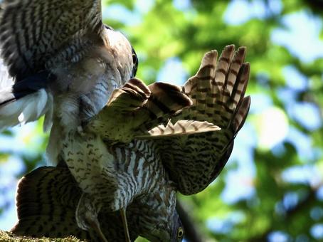 Photo, bird, wild bird, tsumi, 