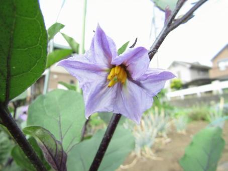 花 植物 花 植物の写真