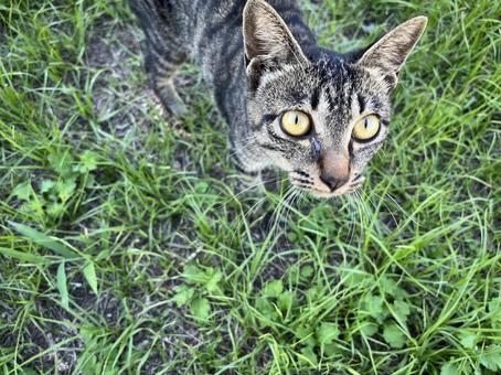 草むらにいた野良猫6 草むらにいた野良猫6 猫,野良猫,子猫の写真素材