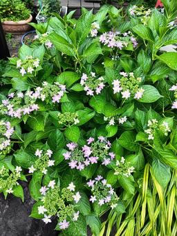 Photo, hydrangea, plant, flower, 
