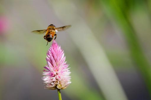 ノゲイトウとナミハナアブ⑻ 花,昆虫,ノゲイトウの写真素材