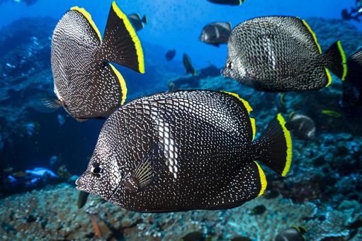 ユウゼンのいる海 ユウゼンのいる海 ユウゼン,魚,メタルの写真素材