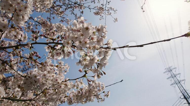桜の枝と送電塔 4月,さくら,つぼみの写真素材