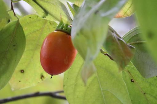 緑の葉の中にオレンジ色の実のある風景 緑,葉,中の写真素材
