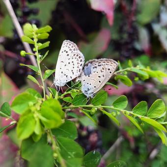 ヤマトシジミの交尾 生き物,昆虫,蝶の写真素材