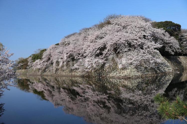 満開の桜と青空と城壁を写す水面の堀の風景 満開,桜,青空の写真素材