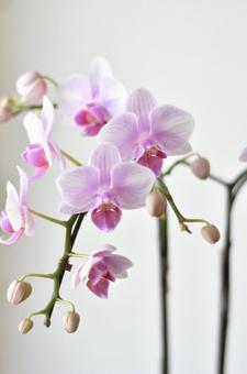 胡蝶蘭　コチョウラン 胡蝶蘭,コチョウラン,花の写真素材