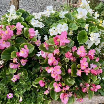 花★ベコニア（ピンク・ホワイト） ベゴニア,ホワイト,ピンクの写真素材