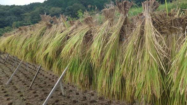 稲刈り お米の写真