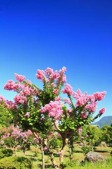 盛夏のサルスベリの花 盛夏のサルスベリの花の写真