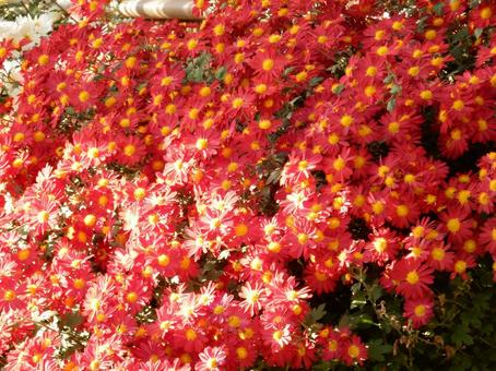 【風景写真】福山菊花展覧会の風景 キク,菊,菊花展の写真素材