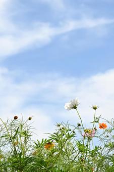 コスモスと青空 コスモスと青空の写真