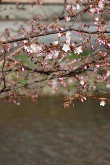 桜と川 桜と川の写真