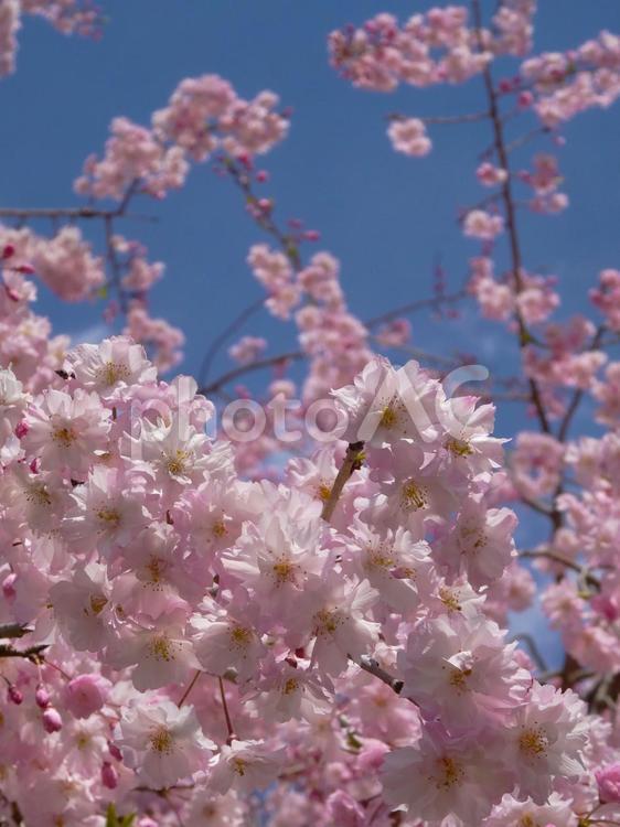 枝垂れ八重桜 桜,枝垂れ桜,八重桜の写真素材