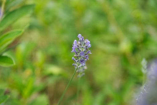 Photo, lavendel, niedlich, schön, 