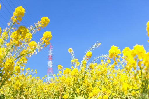 [愛知県]日進市の愛知牧場の菜の花の写真