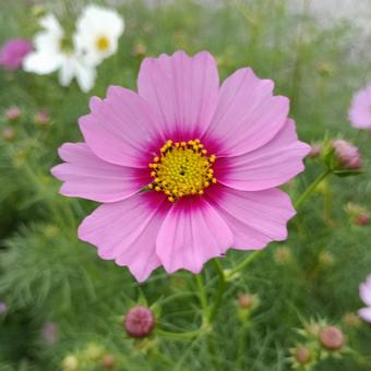 コスモスの主役の写真