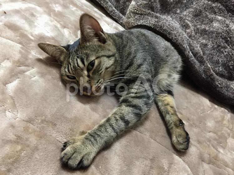 猫だけど、こたつの使い方が人間 キジトラ,寝る,こたつの写真素材