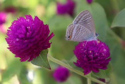 かわいいお客様 千日紅,ウラナミシジミ,花の写真素材