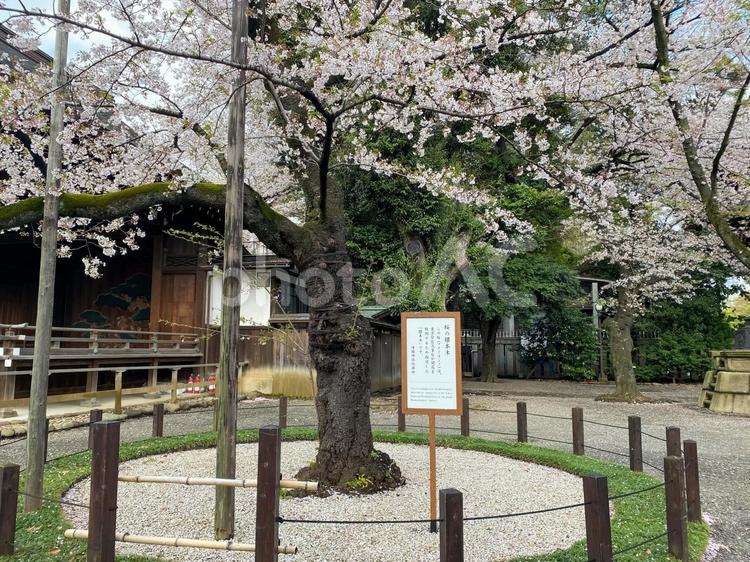 靖国神社　桜の標本木 靖国神社,靖國神社,桜の写真素材