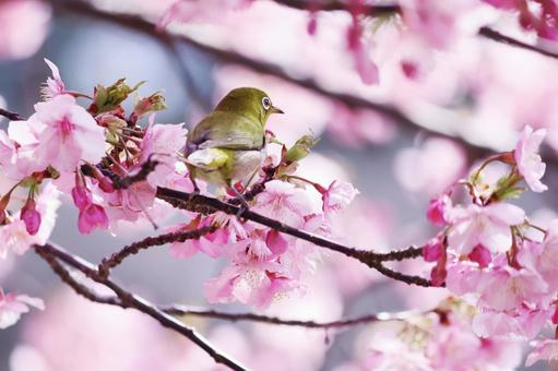 満開の河津桜とメジロ 満開の河津桜とメジロ メジロ,桜,春の写真素材